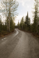 Fototapeta na wymiar dirt road in Denali National Park Alaska