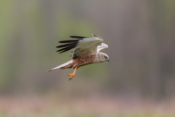 Birds of prey - Marsh Harrier (Circus aeruginosus), landing,