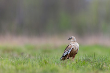 Birds of prey - Marsh Harrier (Circus aeruginosus), landing,