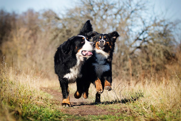 Bernese Mountain dog outdoors