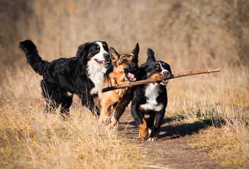 group of dogs