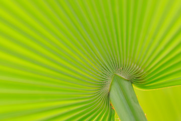 Green palm leaf in nature park close-up with sunlight for background or wallpaper