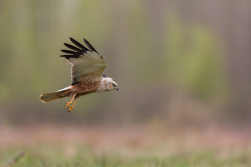 Birds of prey - Marsh Harrier (Circus aeruginosus), landing,