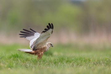 Birds of prey - Marsh Harrier (Circus aeruginosus), landing,
