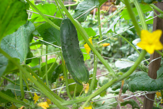 Closeup of a cucumber in the garden