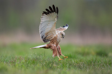 Birds of prey - Marsh Harrier (Circus aeruginosus), landing,