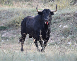 toro español