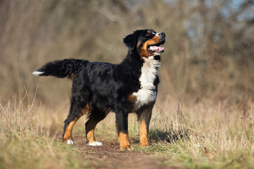 Bernese Mountain dog outdoors