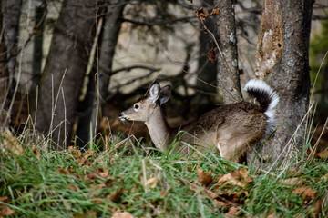 Deer running in fall