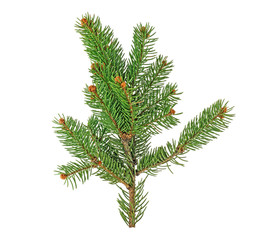 Green fir branch for christmas, isolated on white background.