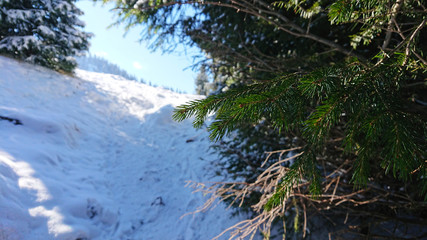 Macro photography coniferous trees under snow. Snowy mountain. Blue sky. Visible mountain peaks. Green branches under the snow. Christmas mood. Journey to fairy tale.