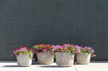 Tile Wall and Flower Pots