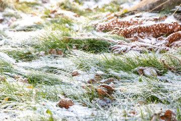 green grass under the snow