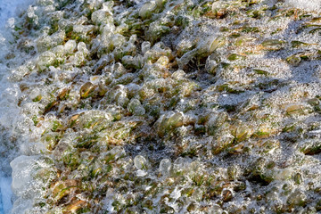 icy green grass on the lake shore
