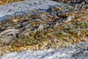 Obraz na płótnie Canvas icy green grass on the lake shore