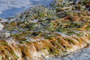 icy green grass on the lake shore