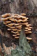 Flammulina velutipes mushrooms
