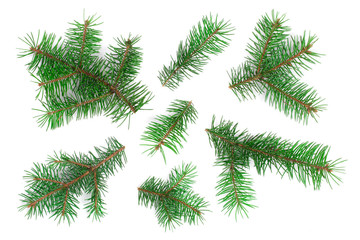 Fir tree branch isolated on white background. Christmas background. Top view