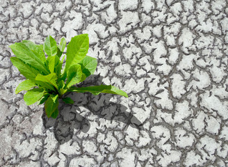 A tree growing on cracked ground.