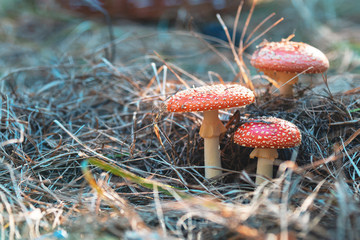 Poisonous fly agaric/ fly amanita mushroom in the central European pine forest