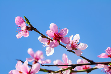 Spring background art with pink peach blossom