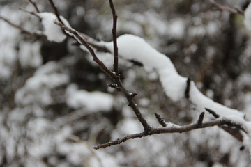 Obraz premium branch of tree in winter 