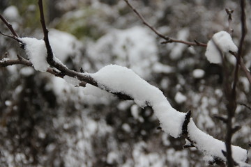 branch of a tree covered with snow