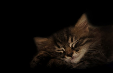 tabby small kitten sleeps close-up. close-up of muzzle cat's. striped cute kitty sleeping in the dark. dark background