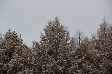 overcast sky and larches in the snow