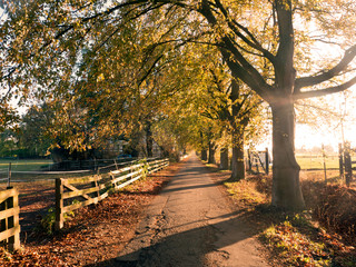 Ein Herbstspaziergang durch eine kleine schmale Allee in der nähe von Bünde im Norden von ...