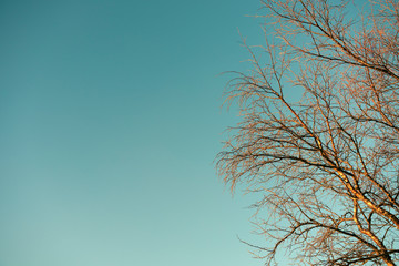 Dry stick tree branch with vintage sky background with empty space for background