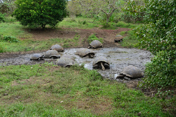 Naklejka na ściany i meble Galapagos giant tortoise