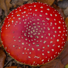 Fly Agaric ( Amanita muscaria)  - cap