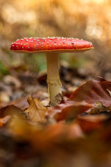 Fly Agaric ( Amanita muscaria)