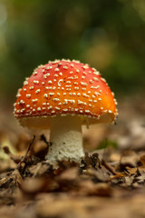 Ffly Agaric ( Amanita muscaria)