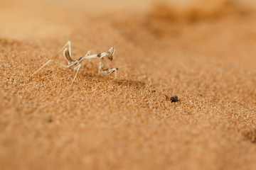 Closeup nymph of Empusa Pennicornis on the sand in the desert.