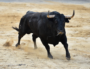toro negro español