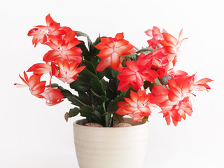 Christmas cactus, Thanksgiving cactus, Schlumbergera in ceramic pot