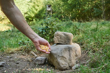 Kirrung für Schwarzwild