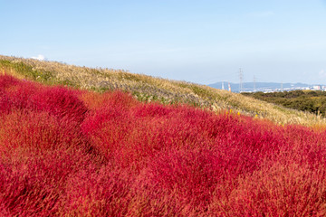 Fototapeta na wymiar Mexican burningbush and cosmos flower in Hitachi seaside park in Autumn, Ibaraki Prefecture, Japan