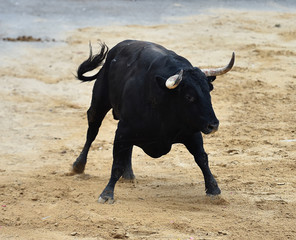 toro peligroso en españa