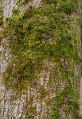 Moss on tree texture background