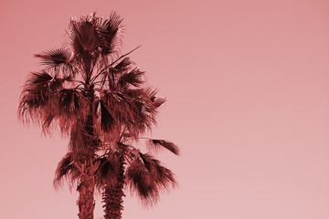 Fototapeta na wymiar Silhouette of palm trees at sunset. Vintage pink filter