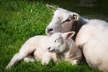 Naklejka na ściany i meble Lamb and ewe in grass