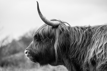 profile of highland cow monochrome - obrazy, fototapety, plakaty
