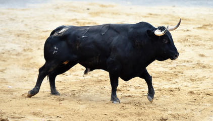 spanish bull running in bullring