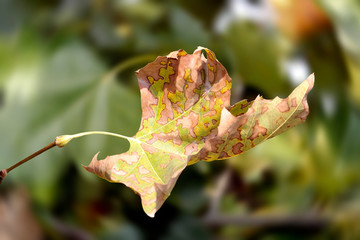 leaves of a maple with autumn colors