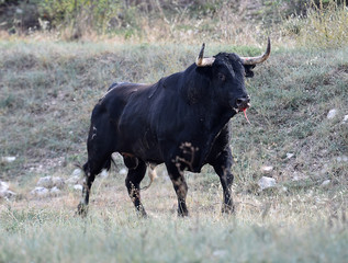 toro español