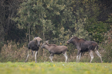 Mammal - bull moose (Alces)