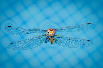 dragonfly on blue background